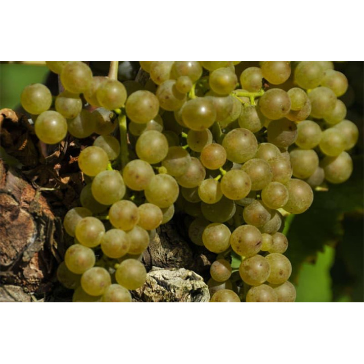Uby n°4 - Gros et Petit Manseng