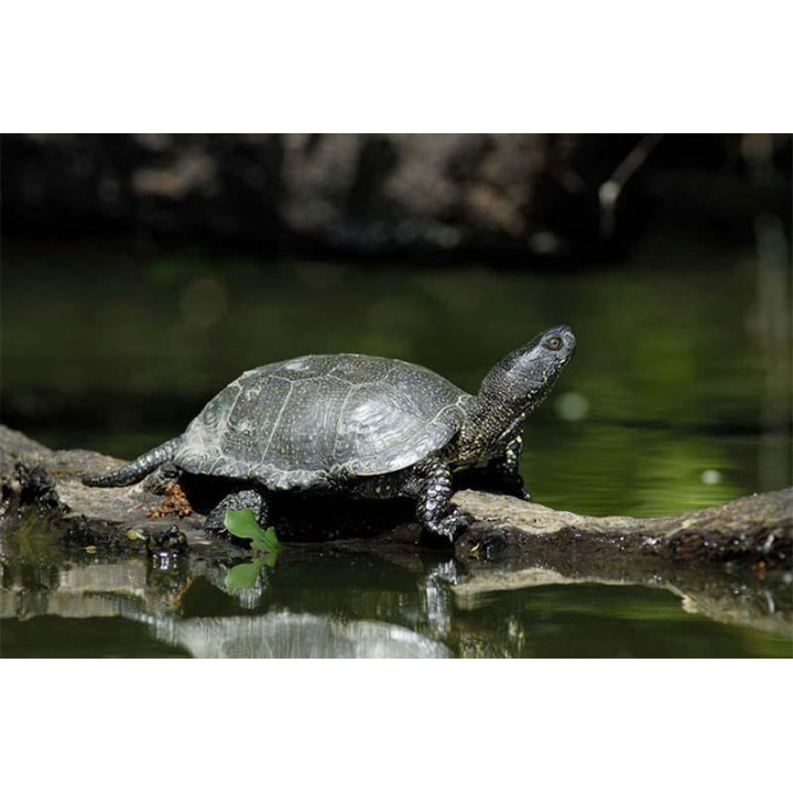 Uby Zero Alcohol White - Sauvignon