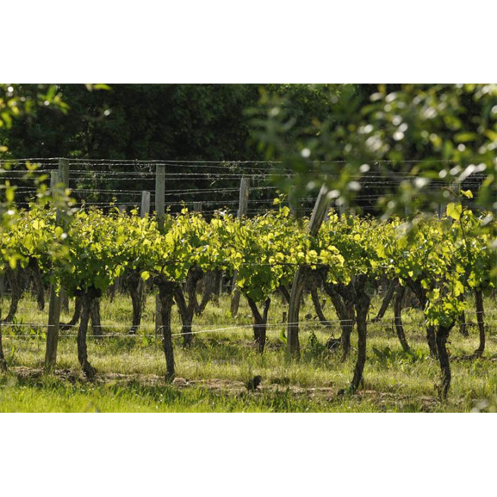 Uby Zero Alcohol White - Sauvignon